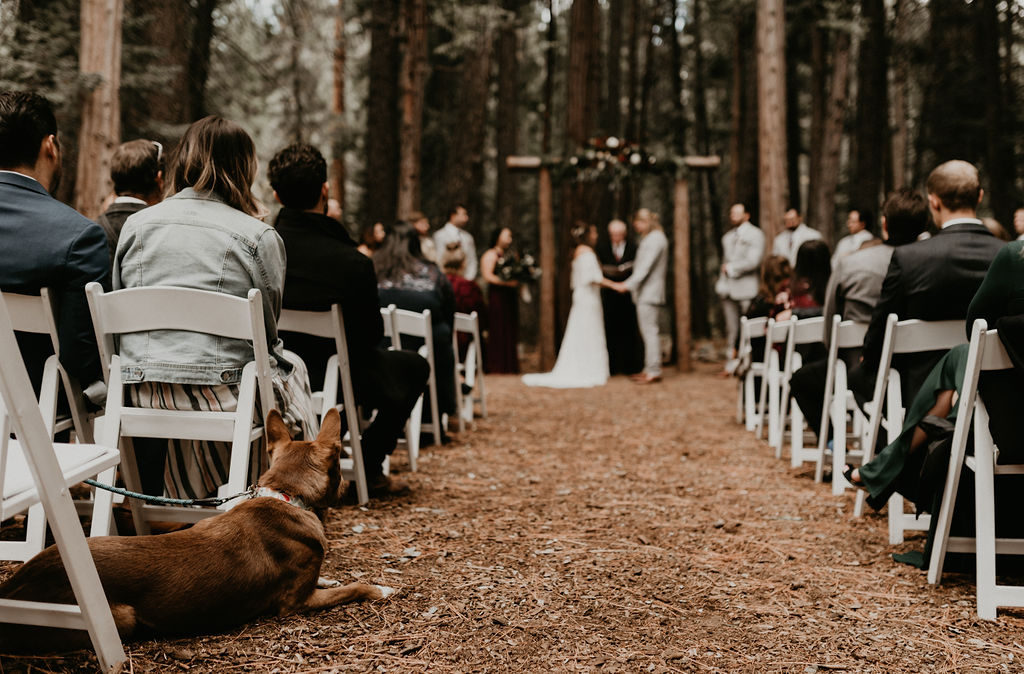 Twenty Mile House Wedding Amongst the Redwoods
